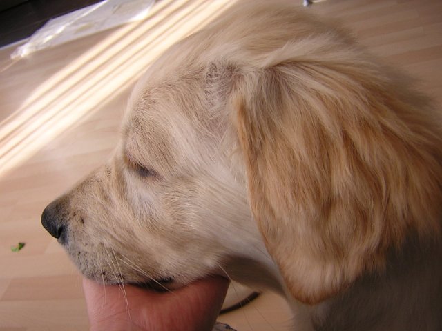 Original image